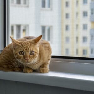 Close-up of a frightened cute ginger tabby kitten sitting on a windowsill with a mosquito net