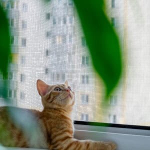 Ginger tabby kitten lies on the windowsill